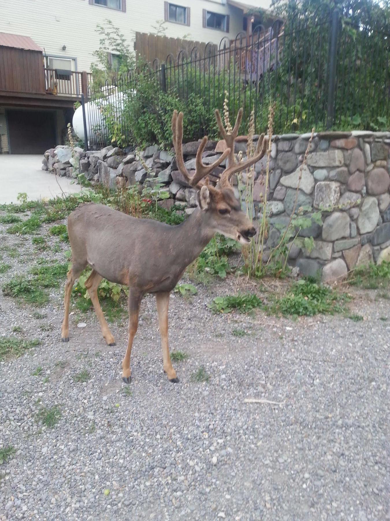 Rivers Edge Motel Lodge & Resort Ouray Eksteriør billede